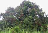 084 - Un arbre à litchis (ou Pied litchi)